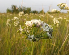 Allium ramosum
