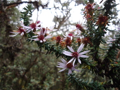 Diplostephium hartwegii