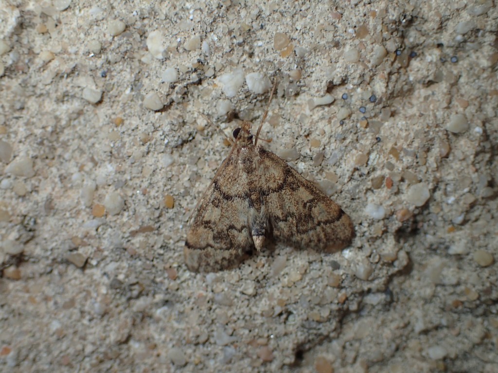 Metasia cyrnealis