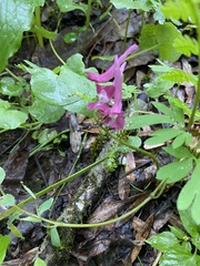 Илья Руденко, CC BY, iNaturalist via GBIF Corydalis caucasica, photograph Илья Руденко, CC BY, iNaturalist via GBIF