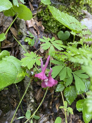 Corydalis caucasica, photograph 4