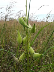 Asclepias hirtella