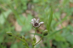 Microbotryum stellariae