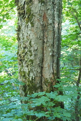 Acer heldreichii