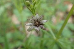 Microbotryum stellariae