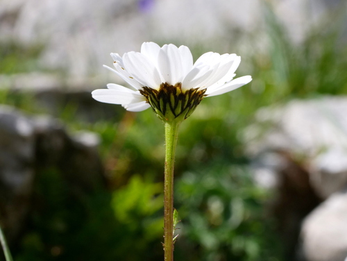 Image of Leucanthemum halleri by (c) Wolfgang Jauch, some rights reserved (CC BY)