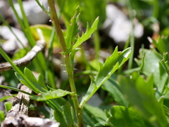 Leucanthemum halleri