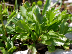 Leucanthemum halleri