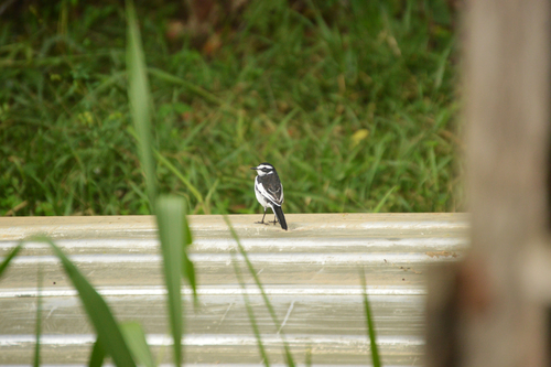 African Pied Wagtail