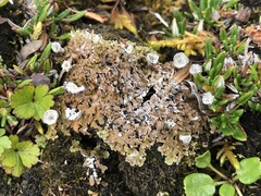 Cladonia pocillum