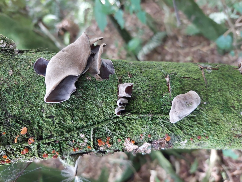 Auricularia cornea · April 2025 · photo: © catchwords (iNaturalist, cc-by)