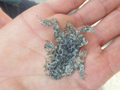 Bufotes viridis viridis