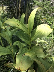 Veratrum viride eschscholtzianum