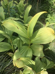 Veratrum viride eschscholtzianum