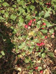Crataegus monogyna