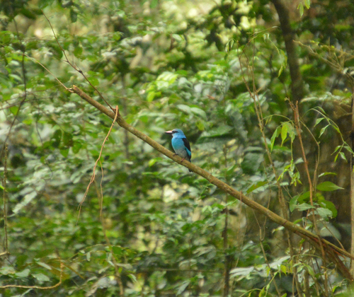 Blue-breasted Kingfisher