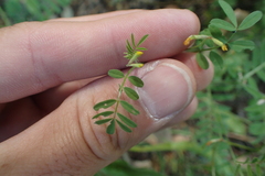 Ornithopus compressus