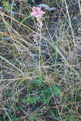 Onobrychis viciifolia