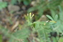 Ornithopus compressus