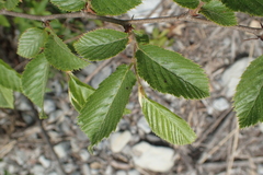 Ostrya carpinifolia