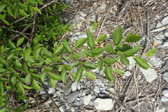 Ostrya carpinifolia