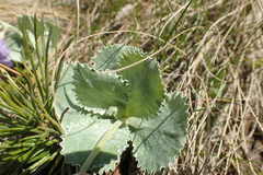 Primula marginata