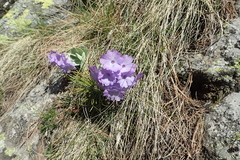 Primula marginata