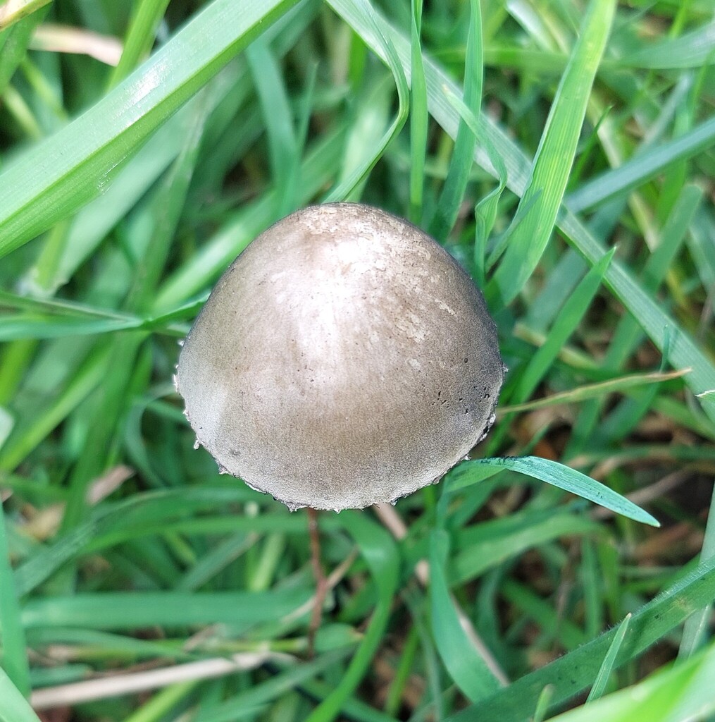 Panaeolus papilionaceus · April 2025 · photo: © catchwords (iNaturalist, cc-by)
