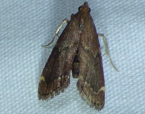 Red-shawled Moth photo 4