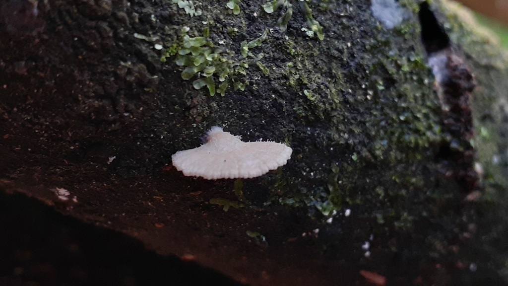Schizophyllum commune · May 2025 · photo: © aardvark04 (iNaturalist, cc0)