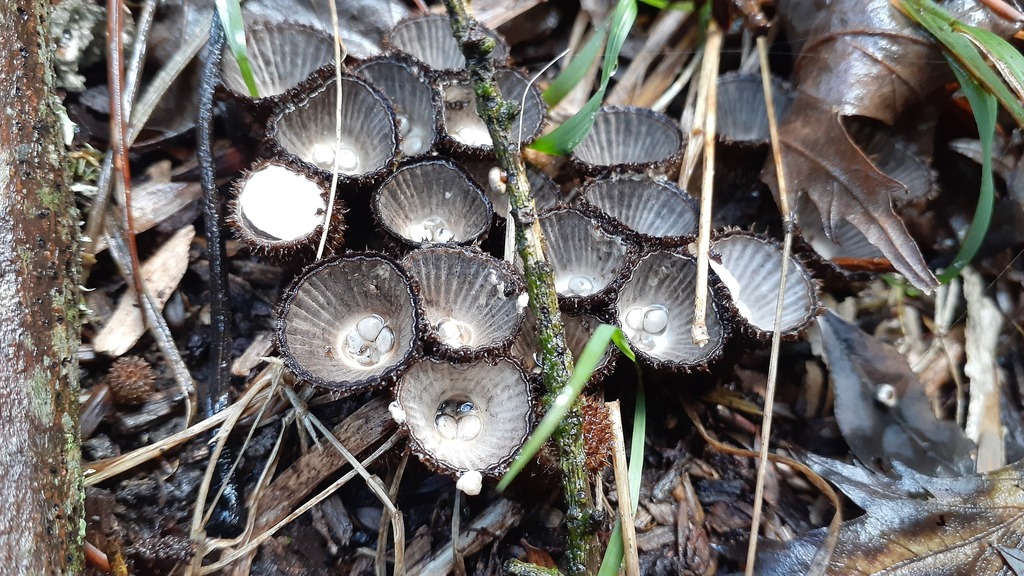 Cyathus striatus · May 2025 · photo: © aardvark04 (iNaturalist, cc0)