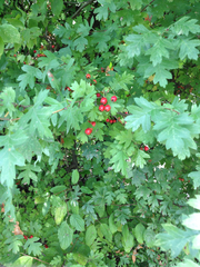 Crataegus