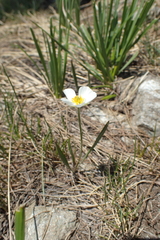 Ranunculus kuepferi