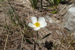 Ranunculus kuepferi
