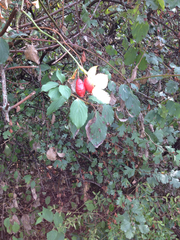Rosa canina