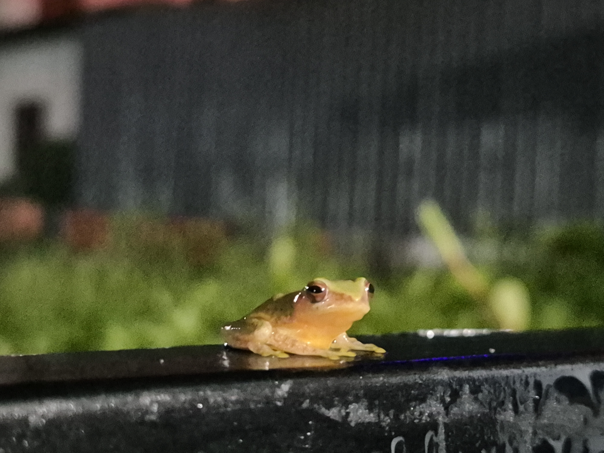 Variable Coloured Bush Frog