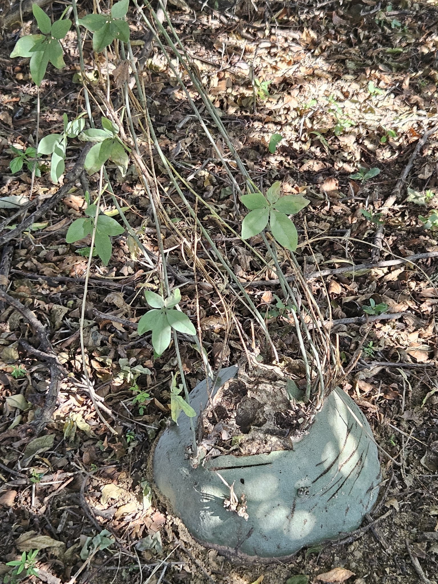 Imagem de Adenia glauca