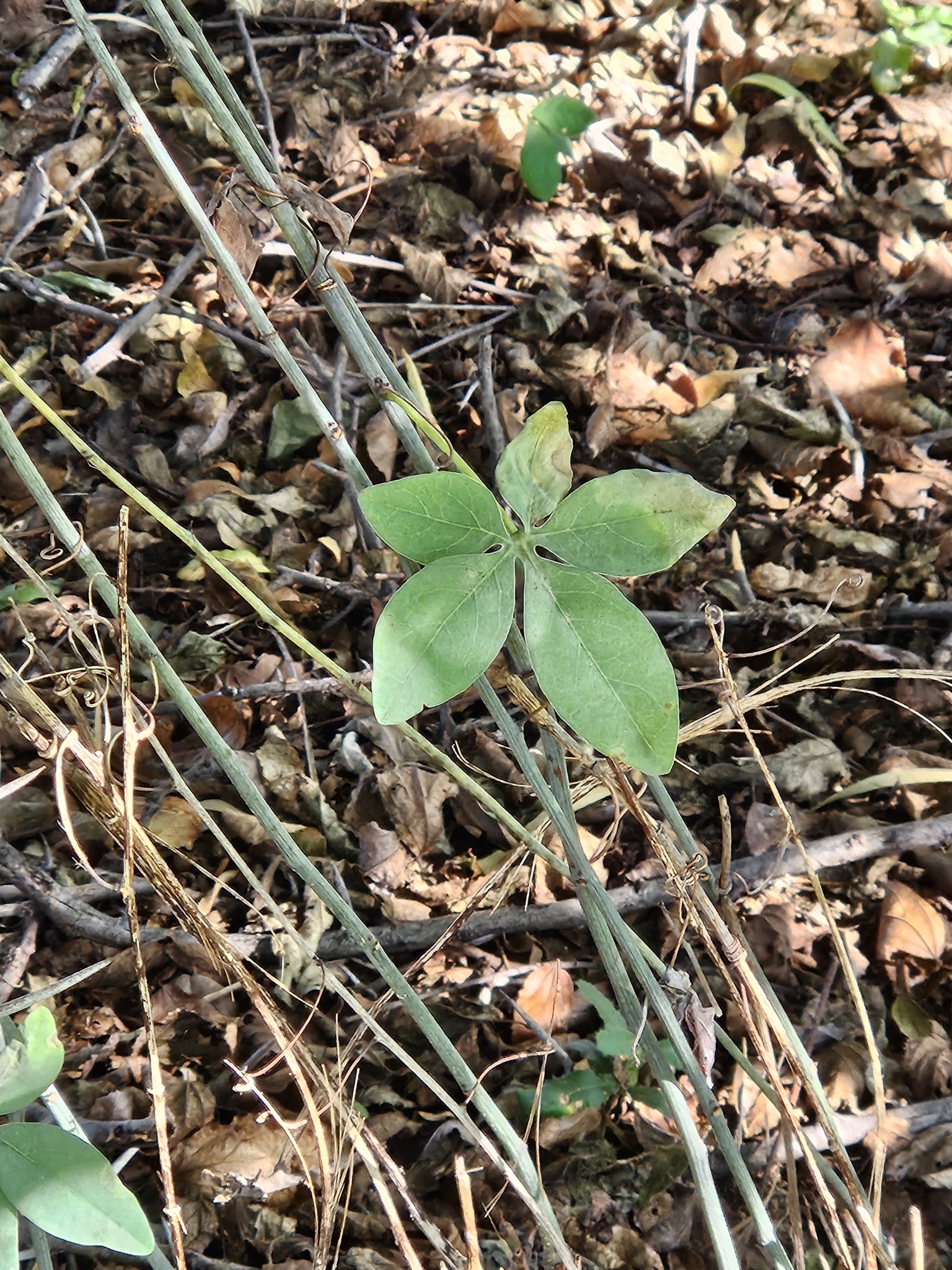 Imagem de Adenia glauca