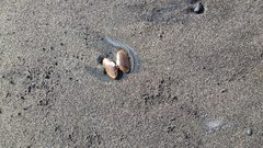 Tellinoidea