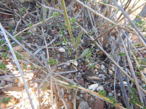 Image of Othonna pinnata by (c) James Deacon, some rights reserved (CC BY-SA)