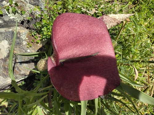 Helicodiceros muscivorus, photograph 3