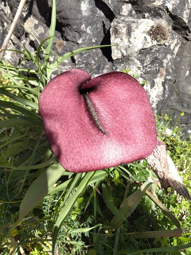 Helicodiceros muscivorus, photograph 4