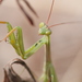 Mantises - Photo (c) Alexis, some rights reserved (CC BY), uploaded by Alexis