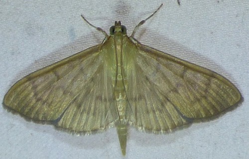 Herbivorous Patania Moth photo 3