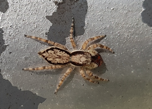Gray Wall Jumping Spider, photo 4 of 10
