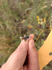 Coelioxys menthae