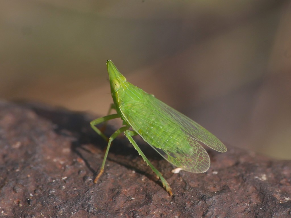 European lantern fly
