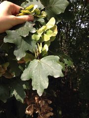 Acer campestre