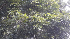 Dalbergia latifolia
