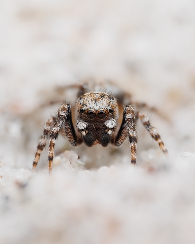 Distinguished Jumping Spider